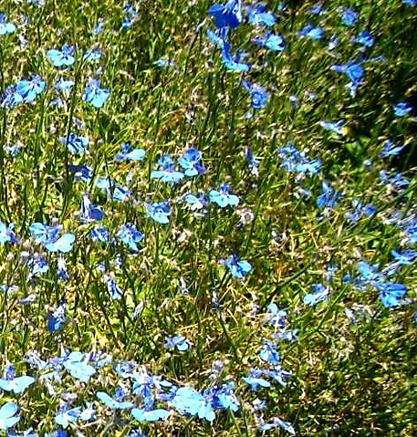 Lobelia cuneifolia var. cuneifolia