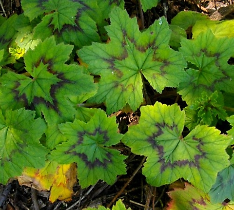 Pelargonium alchemilloides greener leaflet image in the purple zone