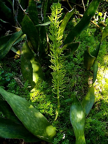 Sansevieria hyacinthoides starting to flower