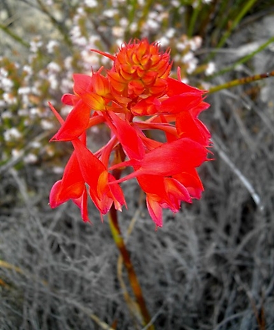 Disa ferruginea red open flowers