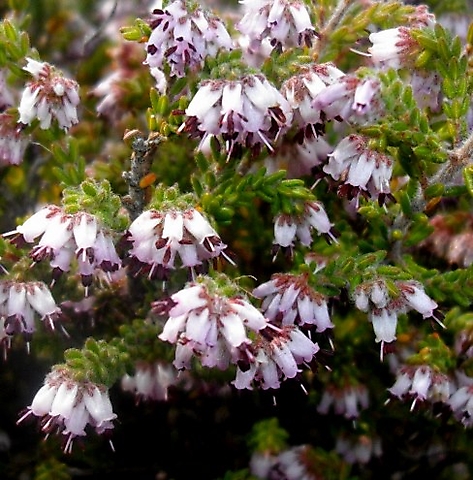 Erica ericoides flowering at stem-tips