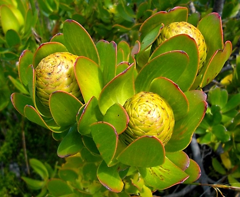 Leucadendron strobilinum greenish fruit cones