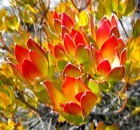 Leucadendron strobilinum, unusual red on a male bush
