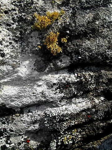 Lichen on Table Mountain