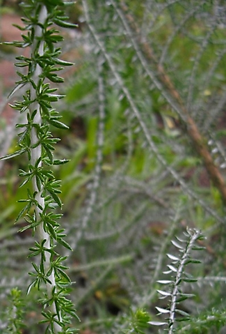 Metalasia muricata leaves