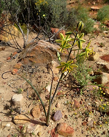 Albuca suaveolens in the Biedouw Valley