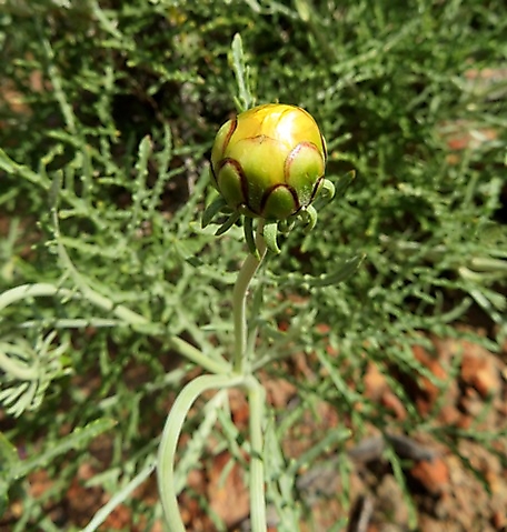 Arctotis revoluta erect bud near opening