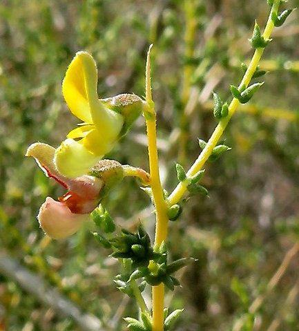 Aspalathus acuminata subsp. acuminata flowers