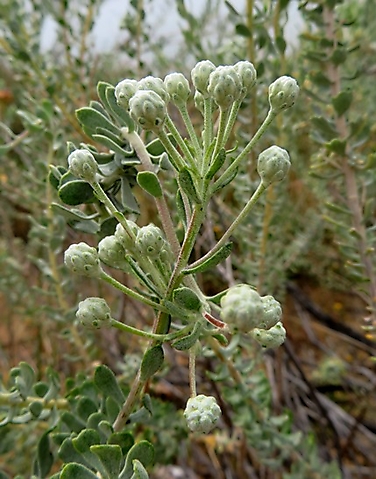 Athanasia pubescens buds