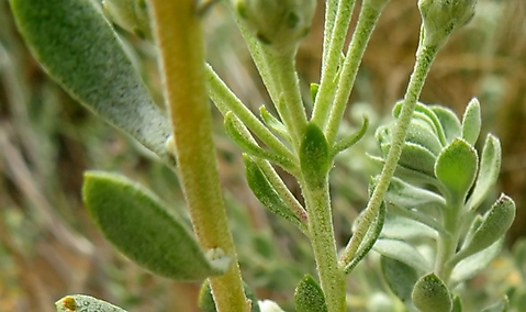 Athanasia pubescens flowerhead stalks