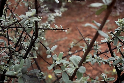 Catophractes alexandri branches