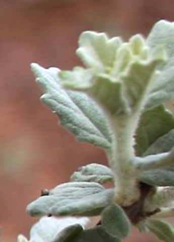 Catophractes alexandri stem-tip leaves
