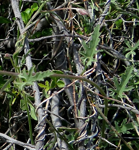 Convolvulus capensis leaves