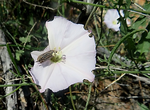 Convolvulus capensis and stick-covered insect