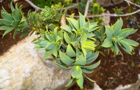 Liparia splendens leaves