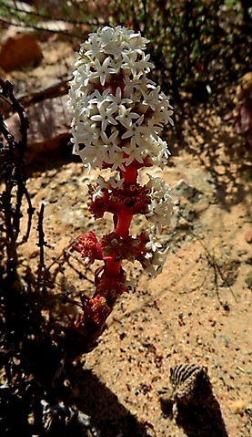 Crassula alpestris subsp. massonii