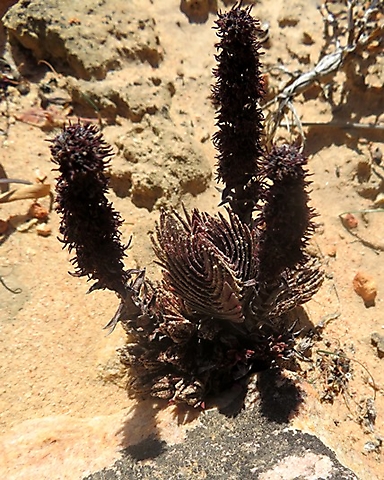 Crassula alpestris subsp. massonii dry, black flowers