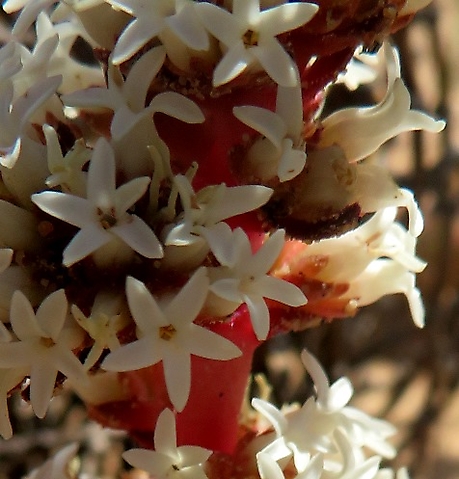 Crassula alpestris subsp. massonii flowers