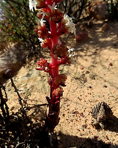Crassula alpestris subsp. massonii flowering stem