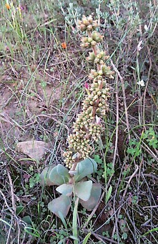 Crassula nudicaulis var. platyphylla profusion of small flowers