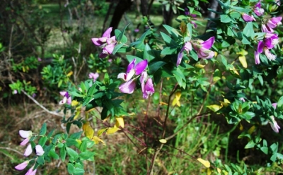 Polygala fruticosa in Nature's Valley