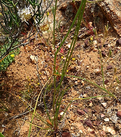 Cyanella pentheri leaves and stems