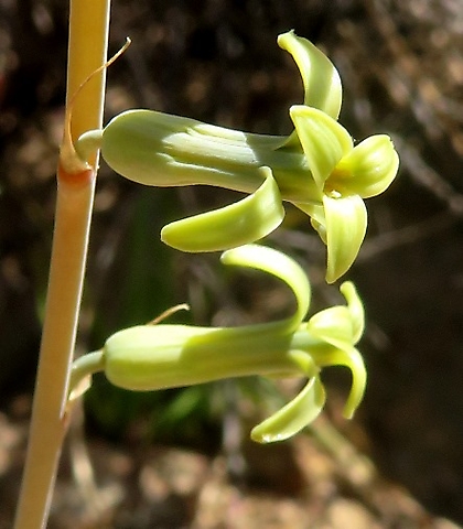 Dipcadi brevifolium flowers