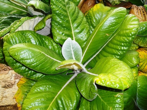 Oldenburgia grandis leaf rosette
