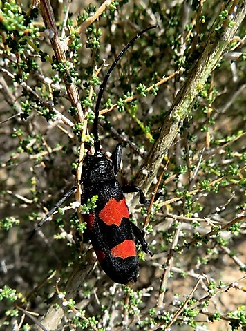 Ceroplesis aethiops flaunting its colours