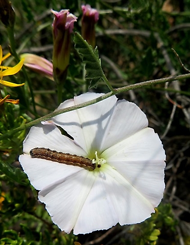 Convolvulus capensis and worm
