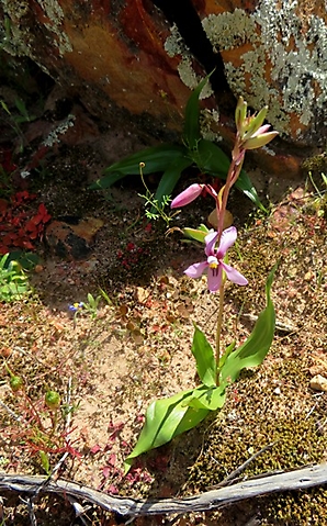Cyanella orchidiformis in a special spot