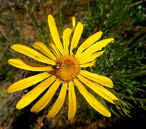 Euryops speciosissimus flowerhead