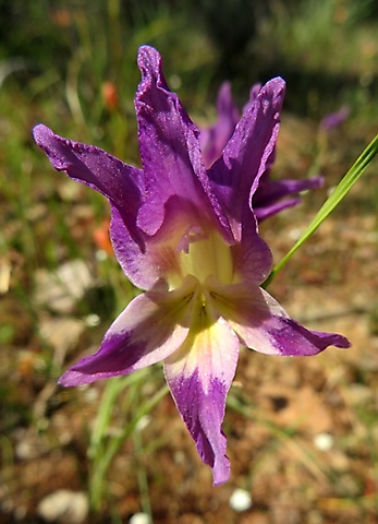 Gladiolus venustus blue-purple and bright