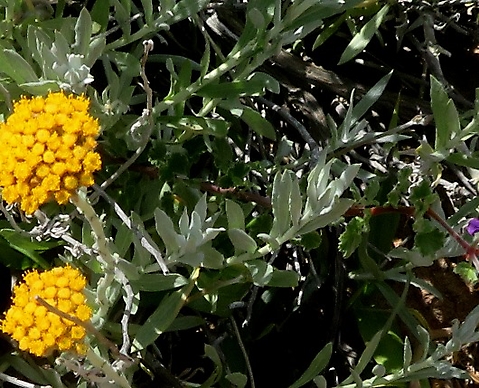 Helichrysum dasyanthum leaves and clusters of heads