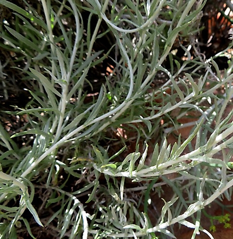 Helichrysum dasyanthum soft stems and lower leaves