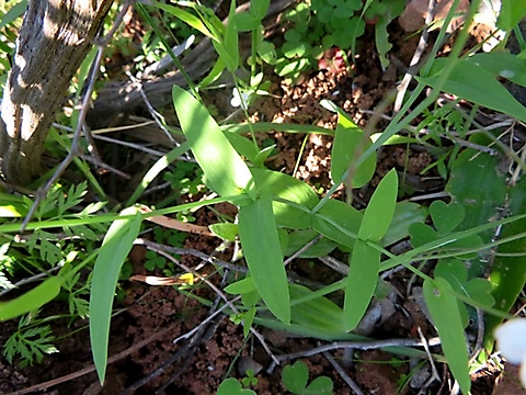 Heliophila amplexicaulis leaves