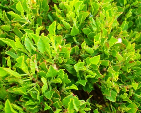 Pelargonium betulinum leaves