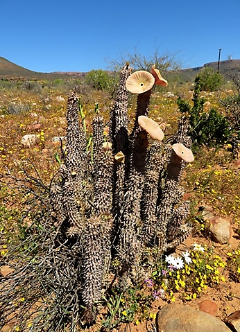 Hoodia gordonii performing although aged