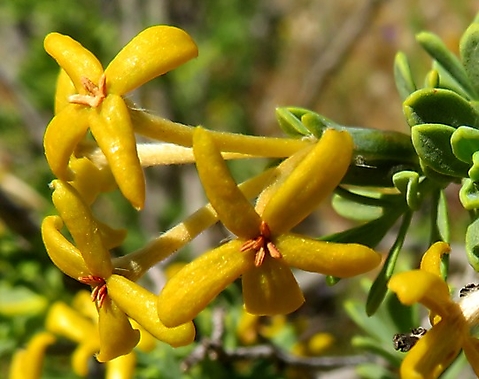 Lasiosiphon deserticola flowers