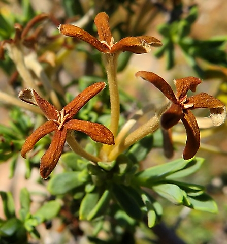 Lasiosiphon deserticola old brown flowers