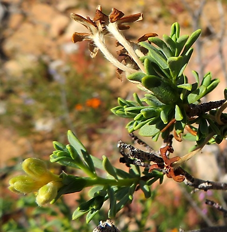 Lasiosiphon deserticola buds and withered flowers