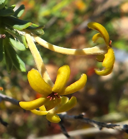 Lasiosiphon deserticola also known as saffraan