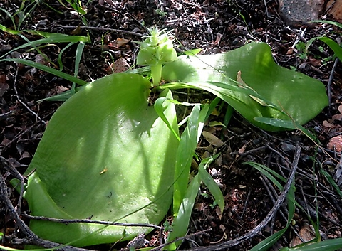 Massonia bifolia small flowering, bouncy leaves