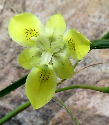 Moraea inconspicua flower from above