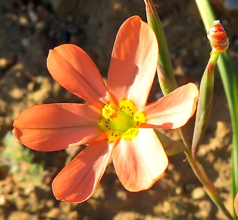 Moraea miniata flower