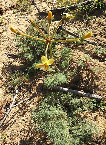 Pelargonium triste in the Biedouw Valley