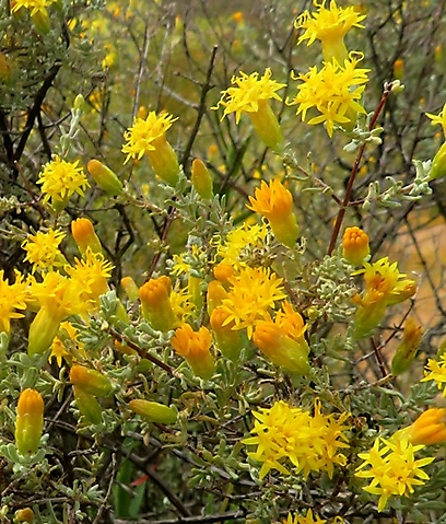 Pteronia incana from orange to yellow
