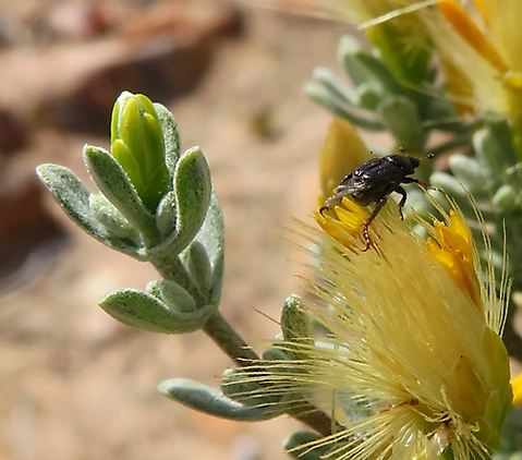 Pteronia incana and beetle