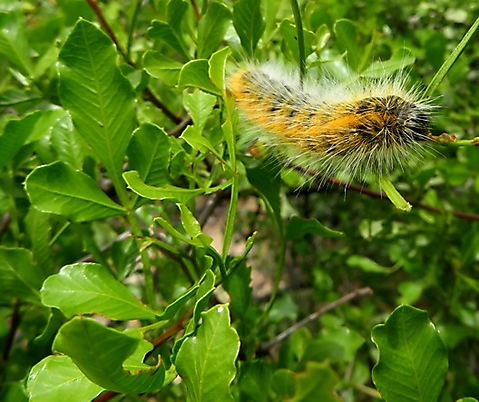 Searsia undulata being eaten