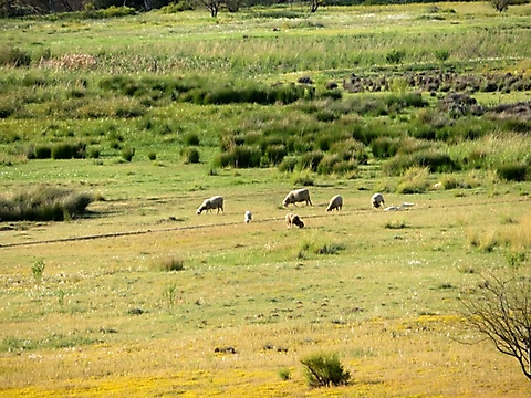 Sheep in the Biedouw